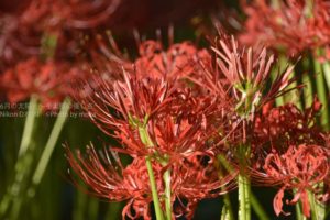 ［6］一面を紅く染める曼珠沙華の花