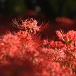 ［6］500万本の彼岸花に囲まれて！