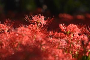 ［6］500万本の彼岸花に囲まれて！