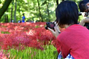 ［6］曼珠沙華とカメラ女子