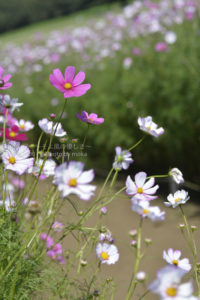 ［6］昭和記念公園のコスモス