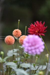 ［6］色形鮮やかなダリアと小さなカメラマン