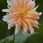 ［6］見頃を迎えた秋の薔薇とダリア