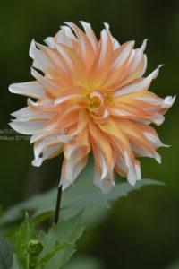 ［6］見頃を迎えた秋の薔薇とダリア