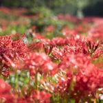 ［6］一面を真っ赤に染める巾着田の彼岸花