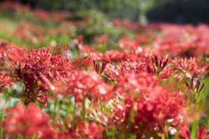 ［6］一面を真っ赤に染める巾着田の彼岸花