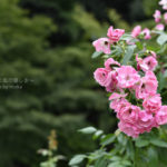［6］秋薔薇の季節が始まります