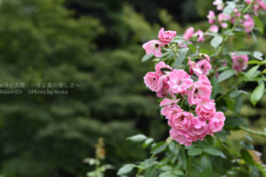 ［6］秋薔薇の季節が始まります