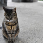 ［6］旧古河庭園で出会ったべっぴんさん