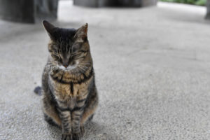 ［6］旧古河庭園で出会ったべっぴんさん