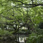 ［6］東京北区の名主の滝公園