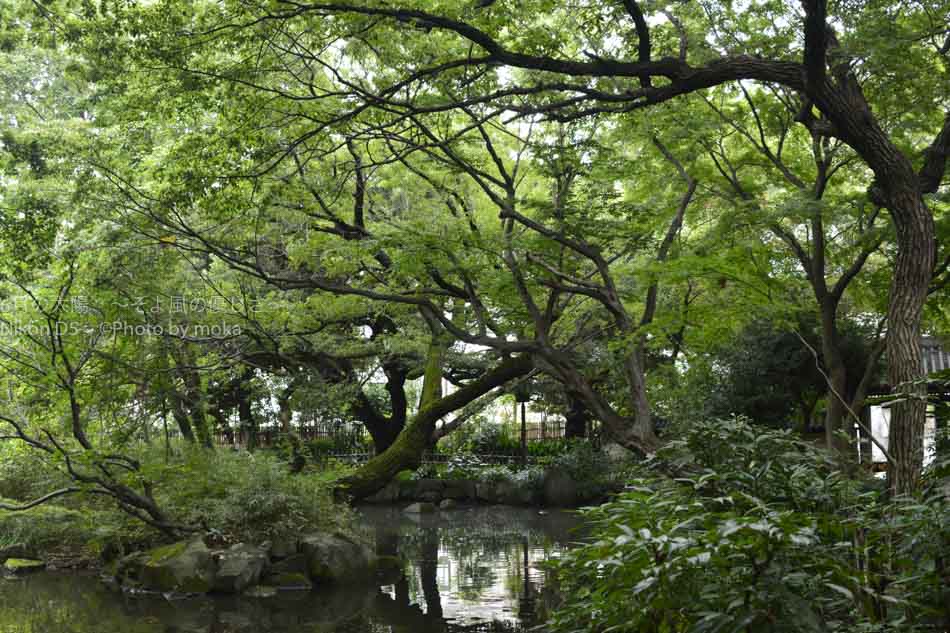 ［6］東京北区の名主の滝公園