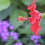 ［6］秋を彩る様々な花達