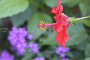 ［6］秋を彩る様々な花達