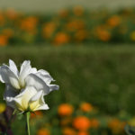 ［6］秋を彩る洋館と薔薇の花