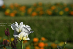 ［6］秋を彩る洋館と薔薇の花