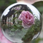 ［6］クリスタルボールと薔薇の花