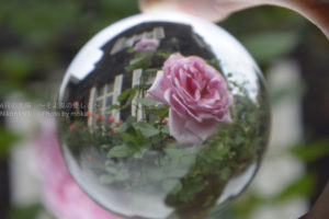 ［6］クリスタルボールと薔薇の花