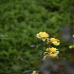 ［6］２０１６年の薔薇の花にお別れを！