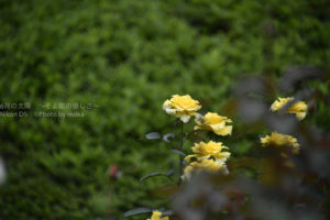 ［6］２０１６年の薔薇の花にお別れを！