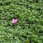 ［6］季節外れに一輪だけ咲くツツジの花。