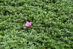 ［6］季節外れに一輪だけ咲くツツジの花。