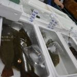 ［6］築地市場に並ぶブランド魚たち