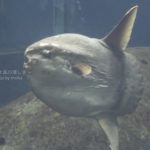 ［6］マンボウにも逢えるようになった葛西臨海水族園