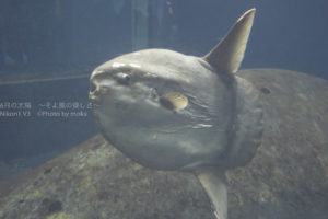 ［6］マンボウにも逢えるようになった葛西臨海水族園