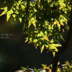 ［6］浜離宮恩賜庭園と都会の紅葉