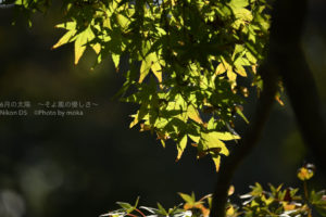 ［6］浜離宮恩賜庭園と都会の紅葉