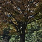 ［6］大きな木の下で語り合おう。