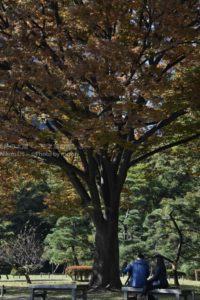 ［6］大きな木の下で語り合おう。