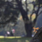 ［6］浜離宮で出会った小さな秋