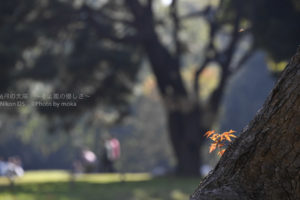 ［6］浜離宮で出会った小さな秋