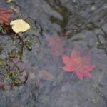 ［6］ピークを過ぎてしまった紅葉・・