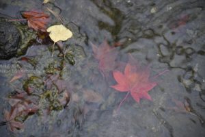［6］ピークを過ぎてしまった紅葉・・