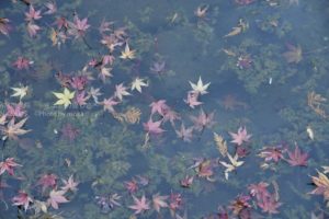 ［6］Week 29 : Waterscape