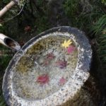 ［6］そっと水に浮かべたモミジ