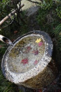 ［6］そっと水に浮かべたモミジ