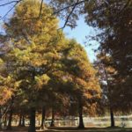 ［6］都立舎人公園の紅葉