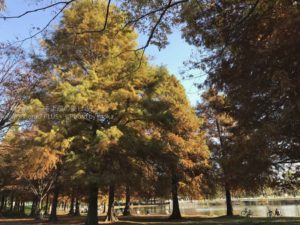 ［6］都立舎人公園の紅葉