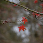 ［6］風情ある秋の風景