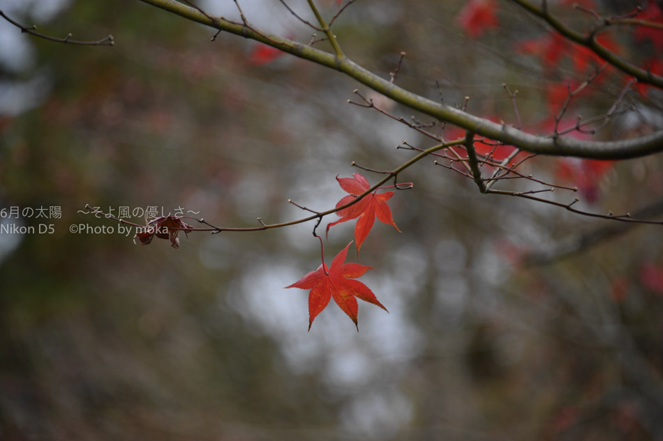 ［6］風情ある秋の風景