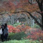 ［6］真っ赤な紅葉に見とれて