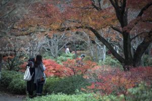 ［6］真っ赤な紅葉に見とれて