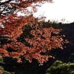 ［6］六義園の大名庭園の紅葉