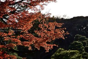 ［6］六義園の大名庭園の紅葉