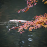 ［6］視点を変えて楽しむ六義園の紅葉