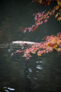 ［6］視点を変えて楽しむ六義園の紅葉